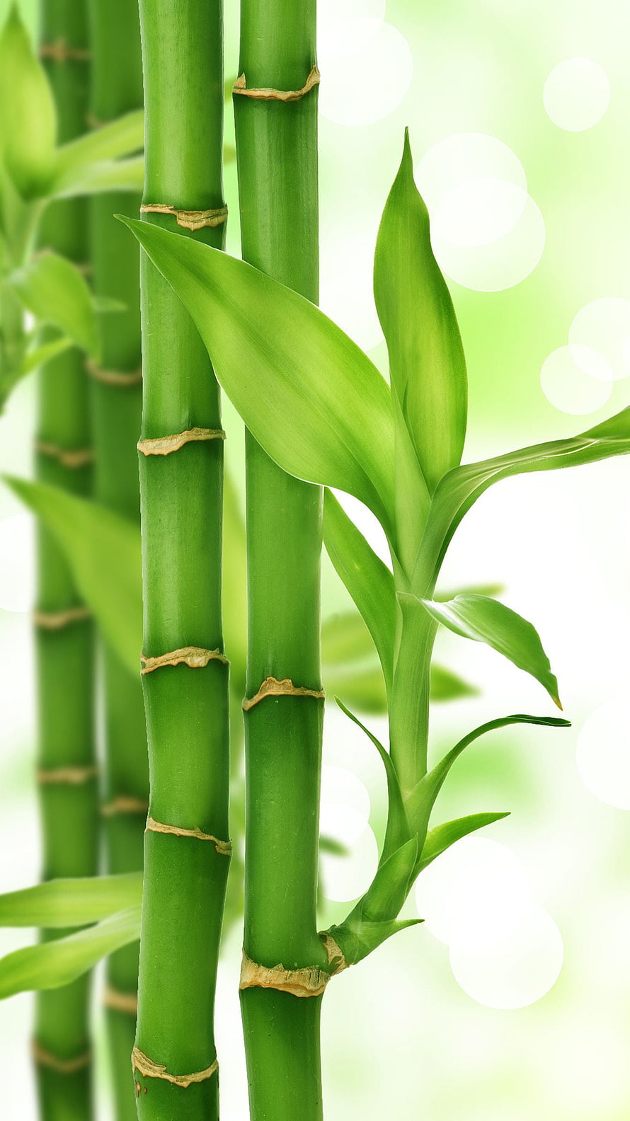 Close-up of vibrant green bamboo stalks with fresh leaves against a soft bokeh background HD phone wallpaper