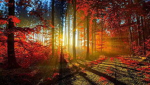 Sunlight Streaming Through Vibrant Autumn Forest Canopy HD wallpaper