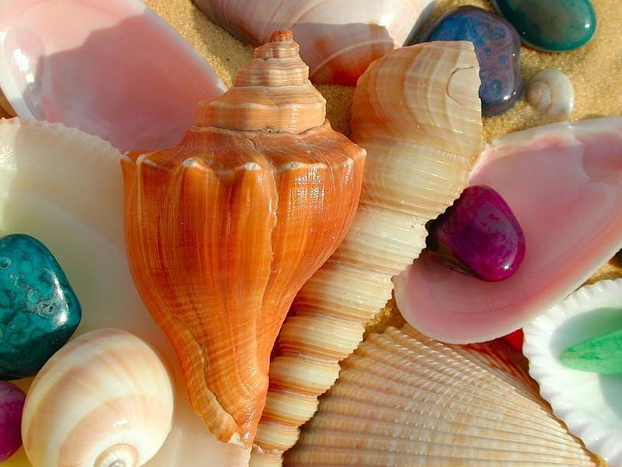 Vibrant Collection of Seashells and Polished Pebbles on Sandy Beach HD wallpaper