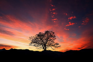 Lone Tree Silhouette Against a Vibrant Sunset Sky with Dramatic Clouds HD wallpaper