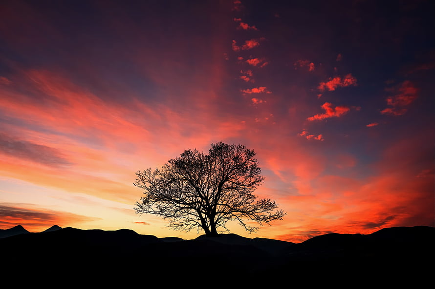 Lone Tree Silhouette Against a Vibrant Sunset Sky with Dramatic Clouds HD wallpaper