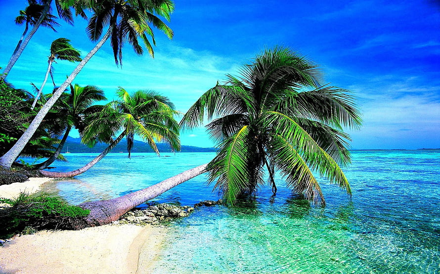 Tropical Beach Scene With Leaning Palm Trees And Turquoise Ocean Water HD wallpaper