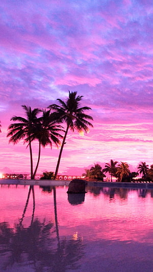 Vibrant Pink and Purple Sunset Over Palm Trees and Infinity Pool HD phone wallpaper