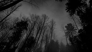 Eerie Silhouetted Trees in a Dark Misty Forest HD wallpaper