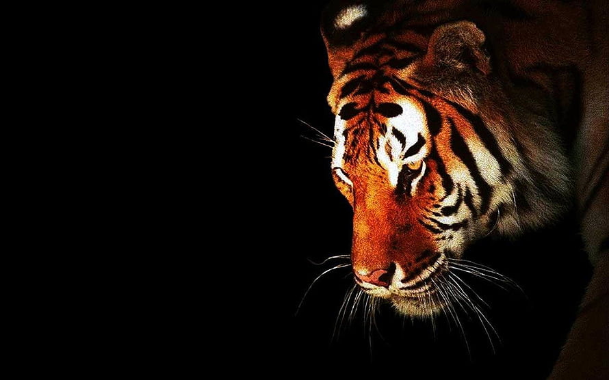 Dramatic Close-Up of a Tiger Head in Profile Against a Dark Background HD wallpaper