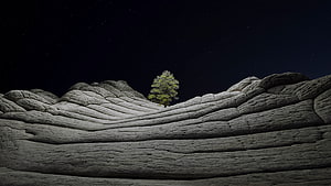 Lone Tree on Rugged Desert Ridge Under a Starry Night Sky HD wallpaper
