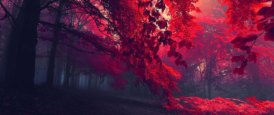 Mystical Red Autumn Forest with Foggy Atmosphere and Dark Tree Trunks HD wallpaper