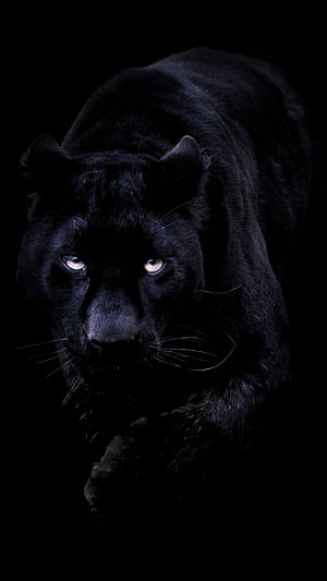 Majestic Black Panther Stalking Through Darkness With Intense Glowing Eyes HD phone wallpaper