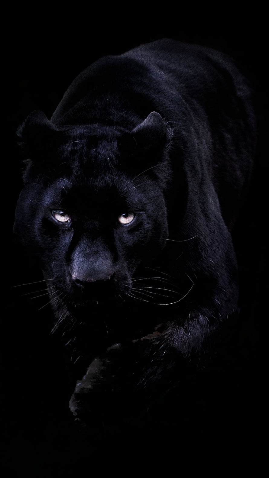 Majestic Black Panther Stalking Through Darkness With Intense Glowing Eyes HD phone wallpaper