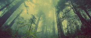 Misty Old-Growth Forest with Towering Trees and Golden Sunbeams HD wallpaper