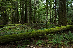 Moss-Covered Fallen Log in a Lush Temperate Rainforest with Ferns and Tall Conifers HD wallpaper