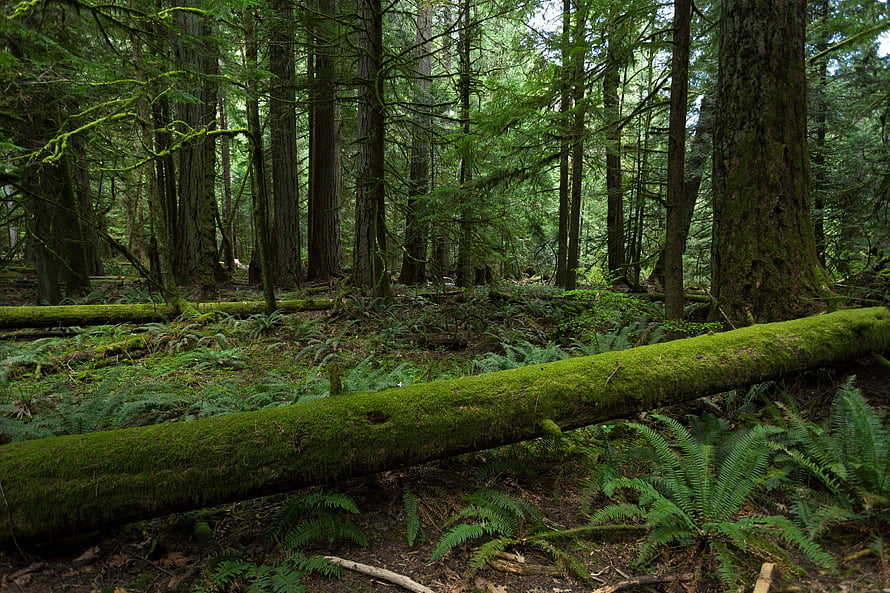 Moss-Covered Fallen Log in a Lush Temperate Rainforest with Ferns and Tall Conifers HD wallpaper