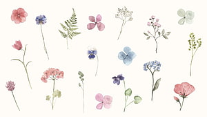 Delicate Watercolor Wildflower Botanical Illustration on Cream Background HD wallpaper