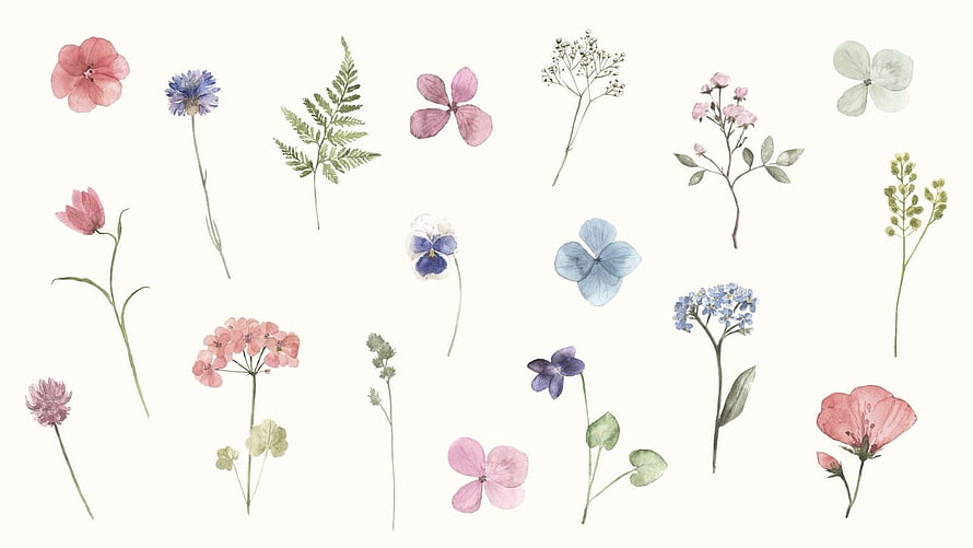 Delicate Watercolor Wildflower Botanical Illustration on Cream Background HD wallpaper