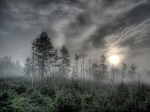 Misty Evergreen Forest with Sunlight Breaking Through Dramatic Clouds HD wallpaper
