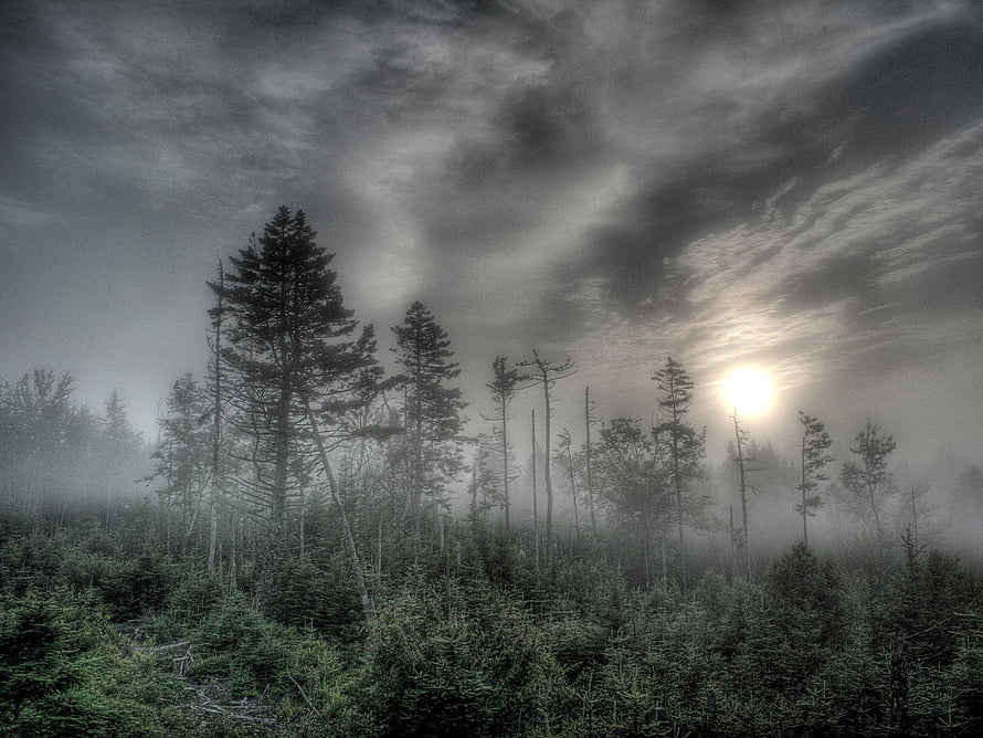 Misty Evergreen Forest with Sunlight Breaking Through Dramatic Clouds HD wallpaper