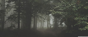 Misty Dark Forest Path with Tall Trees and Foggy Atmosphere HD wallpaper