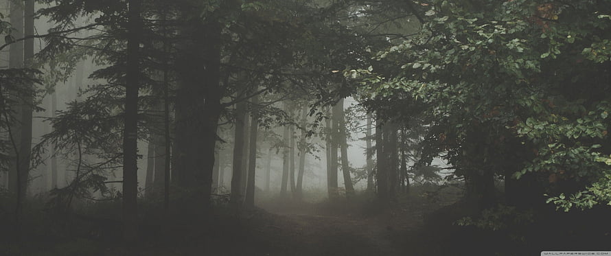 Misty Dark Forest Path with Tall Trees and Foggy Atmosphere HD wallpaper