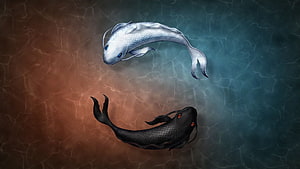 Yin Yang Koi Fish Illustration: Black and White Carp Swimming in Water HD wallpaper