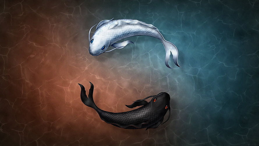 Yin Yang Koi Fish Illustration: Black and White Carp Swimming in Water HD wallpaper