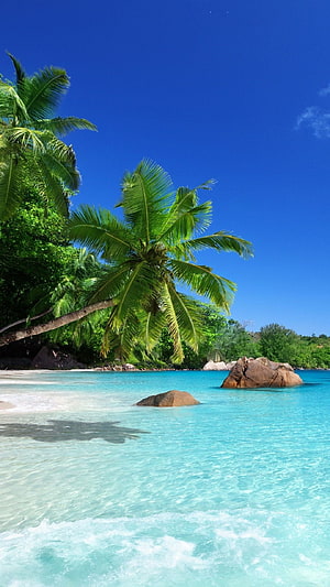 Turquoise Lagoon with Leaning Coconut Palm and Granite Boulders Under Clear Blue Sky HD phone wallpaper