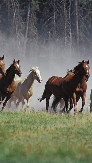 Wild Horses Galloping Through Dusty Meadow With Forest Backdrop HD phone wallpaper