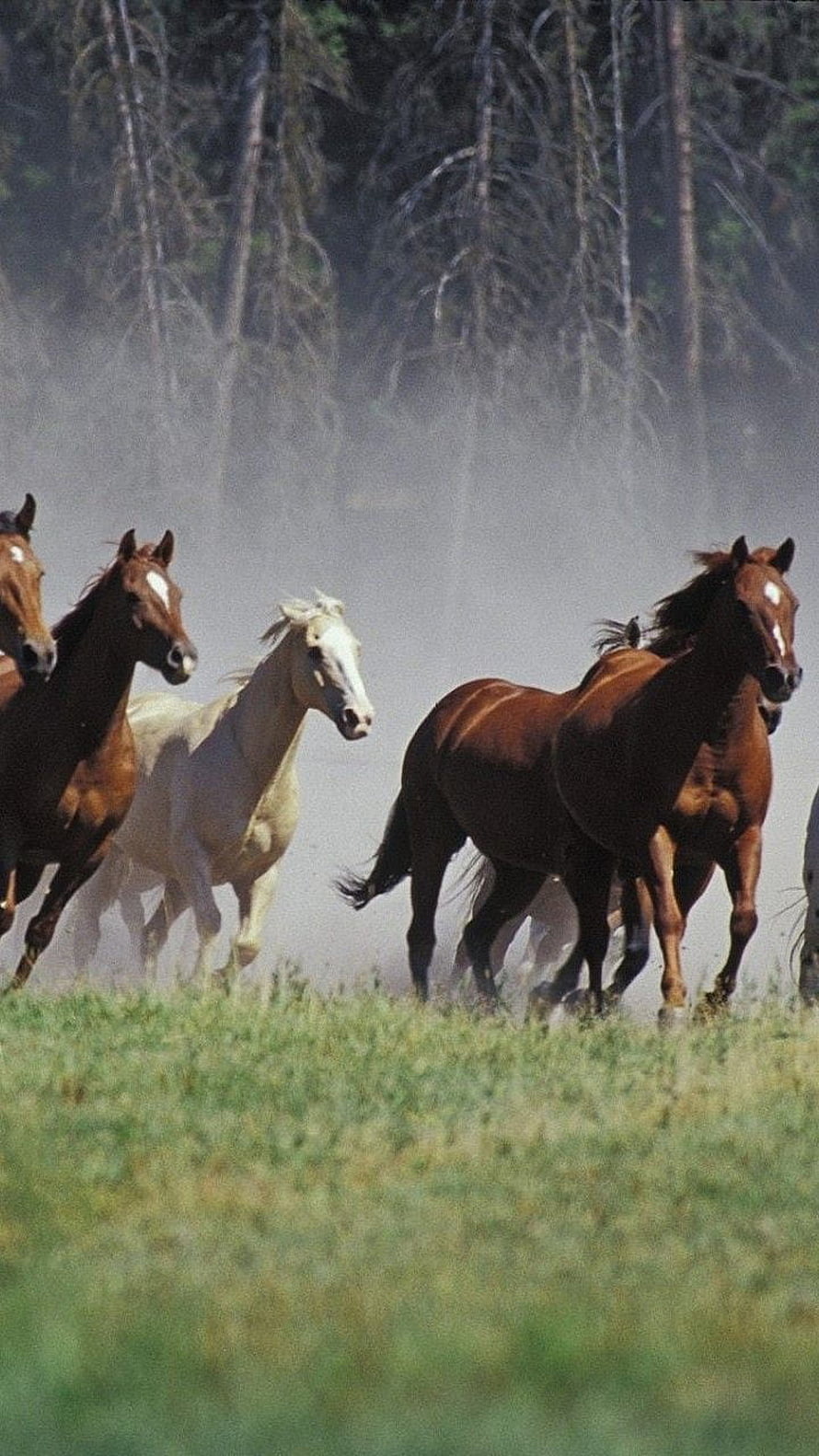 Wild Horses Galloping Through Dusty Meadow With Forest Backdrop HD phone wallpaper
