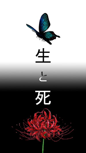 Papilio Ulysses Butterfly and Lycoris Radiata Spider Lily on Black and White Gradient Background HD phone wallpaper