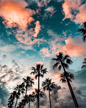 Tropical Palm Trees Silhouetted Against a Vibrant Sunset Sky with Pink and Teal Clouds HD phone wallpaper