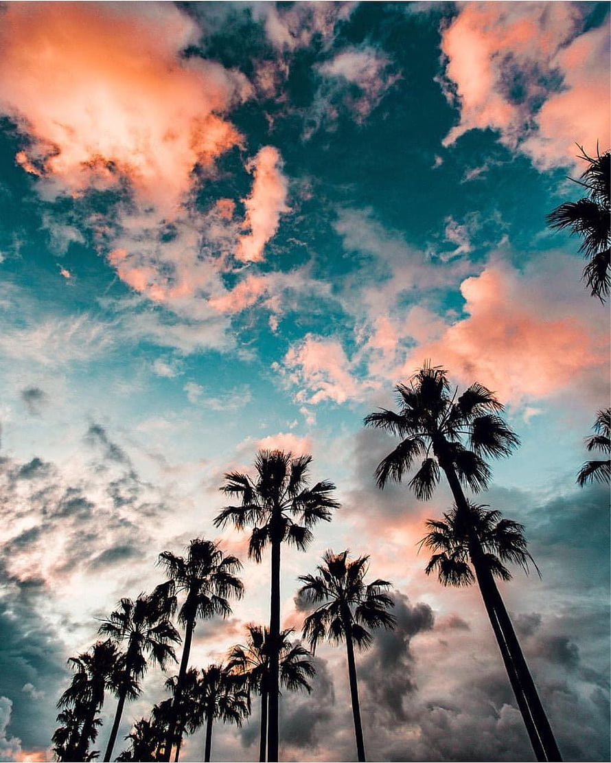 Tropical Palm Trees Silhouetted Against a Vibrant Sunset Sky with Pink and Teal Clouds HD phone wallpaper