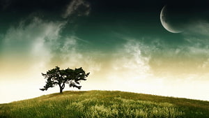 Lone Tree on Grassy Hill Under Dramatic Sky with Crescent Moon HD wallpaper
