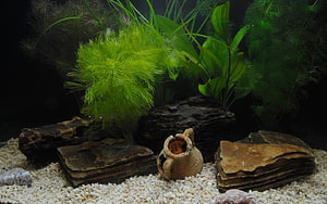 Freshwater Planted Aquarium with Driftwood, Rocks, and White Gravel HD wallpaper