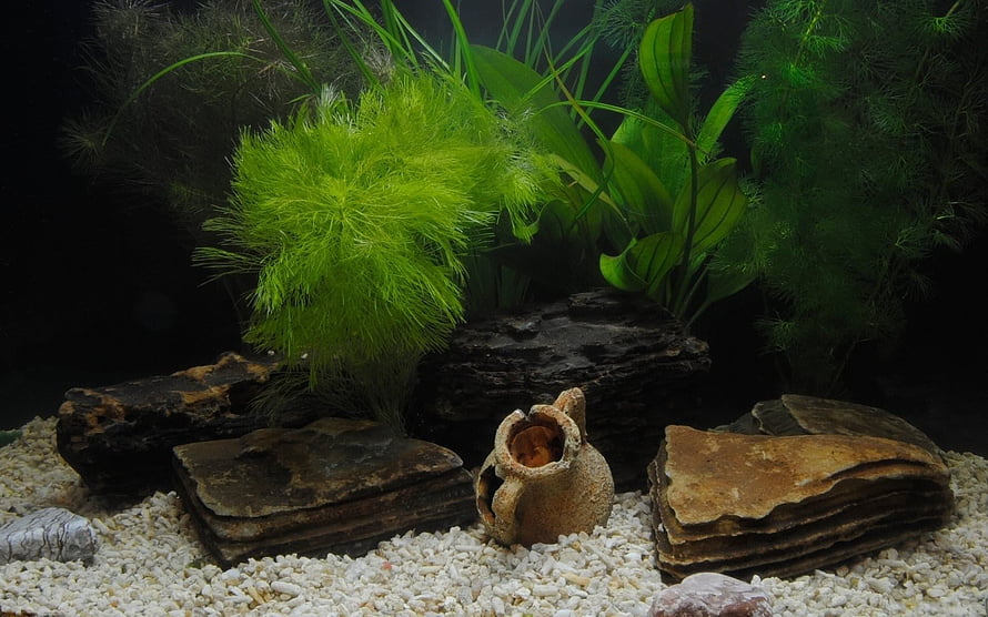 Freshwater Planted Aquarium with Driftwood, Rocks, and White Gravel HD wallpaper