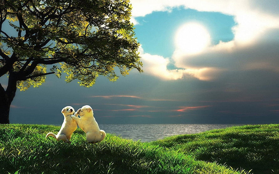 Two White Puppies Playing on a Grassy Hill at Sunset Near a Lake HD wallpaper