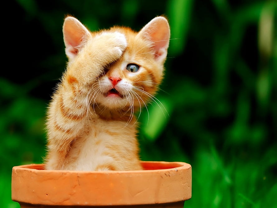 Cute Orange Kitten Rubbing Its Eye While Sitting in a Terracotta Pot HD wallpaper