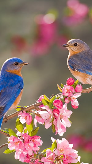 Eastern Bluebirds Perched on a Branch of Pink Spring Blossoms HD phone wallpaper