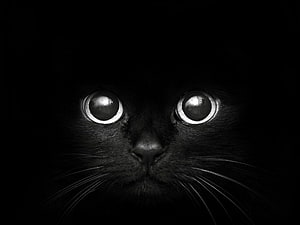 Close-up of a black cat with wide reflective eyes emerging from darkness HD wallpaper