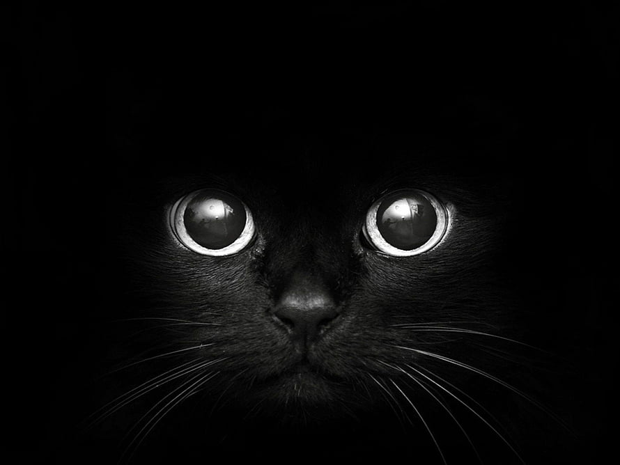 Close-up of a black cat with wide reflective eyes emerging from darkness HD wallpaper