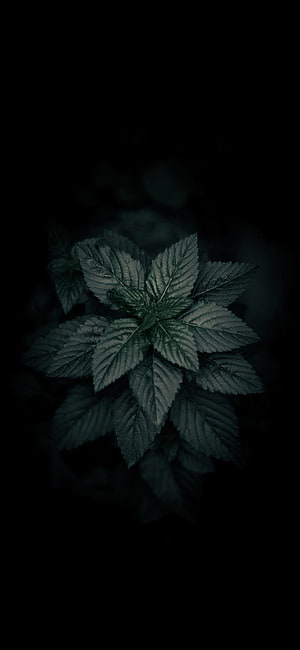 Dark Green Plant Leaves Against Black Background HD phone wallpaper