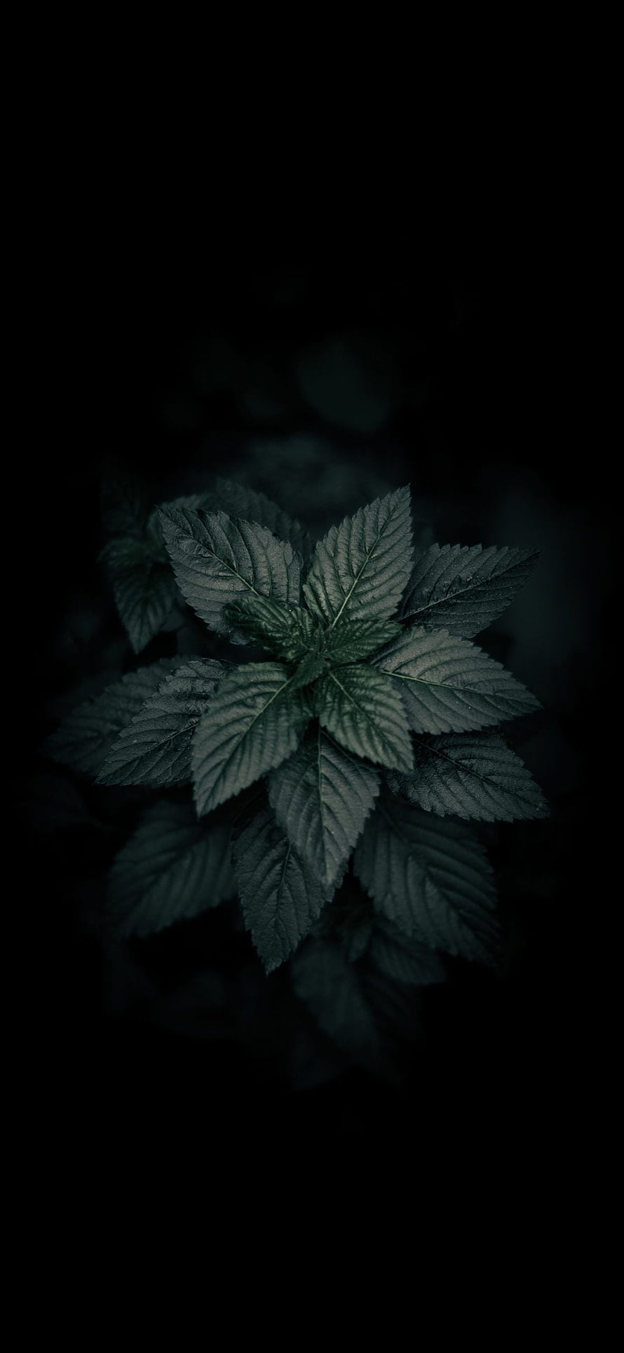 Dark Green Plant Leaves Against Black Background HD phone wallpaper
