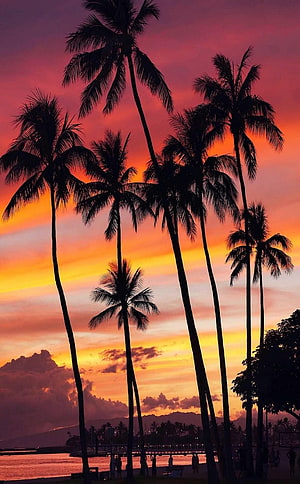 Waikiki Beach Sunset With Silhouetted Palm Trees And Vibrant Orange Sky HD phone wallpaper