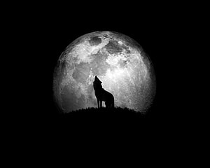Silhouette of a howling wolf standing on a hill against a large full moon in a dark night sky HD wallpaper