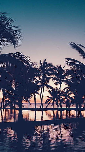 Tropical Palm Silhouettes at Dusk with Crescent Moon and Ocean Reflections HD phone wallpaper