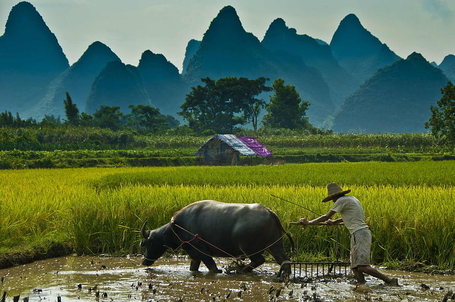 Traditional Rice Farming with Water Buffalo in Karst Mountain Landscape HD wallpaper