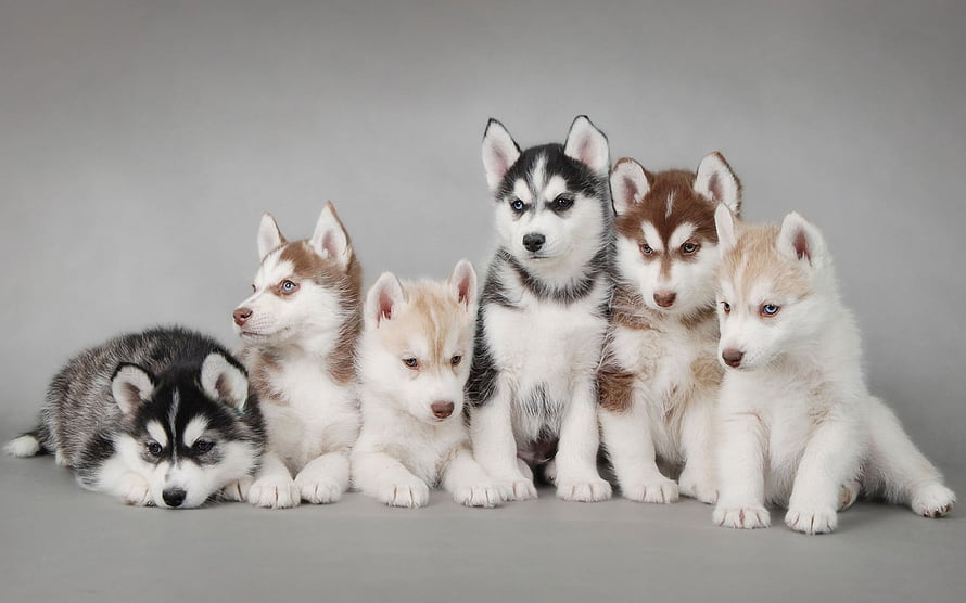 Six Siberian Husky Puppies in Various Color Patterns Posed Against a Neutral Gray Studio Background HD wallpaper