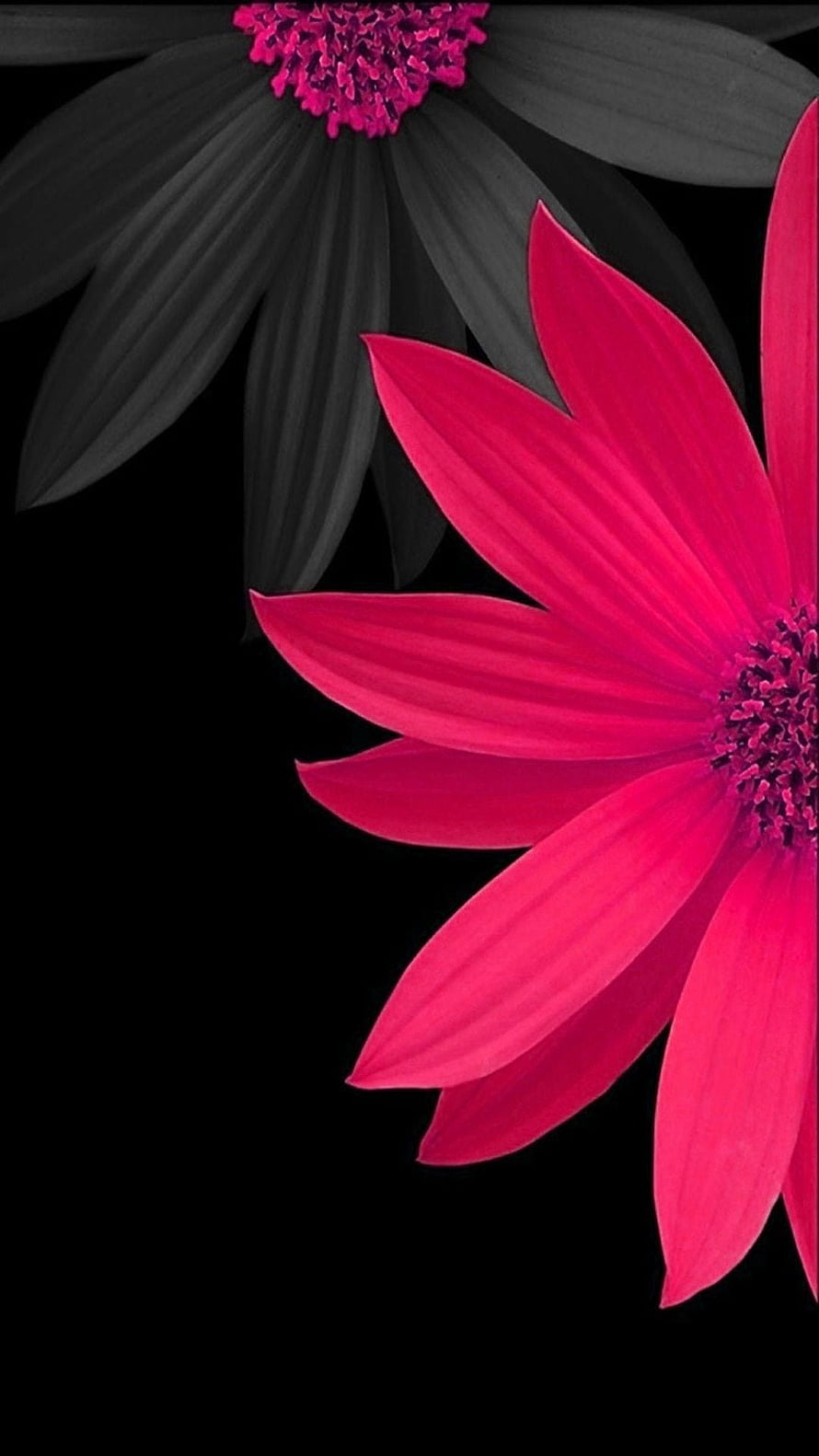 Vibrant Pink Cosmos Blooms Against a Deep Black Background HD phone wallpaper