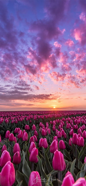 Vast Pink Tulip Fields Under a Dramatic Sunset Sky in the Netherlands HD phone wallpaper