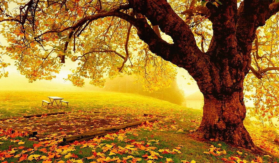 Golden Autumn Park Scene With Large Oak Tree And Scattered Foliage HD wallpaper