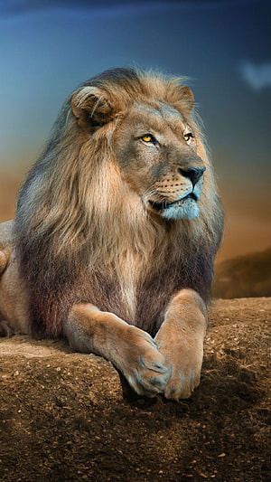 Majestic male lion resting on a rocky ledge with a full mane and intense gaze HD phone wallpaper