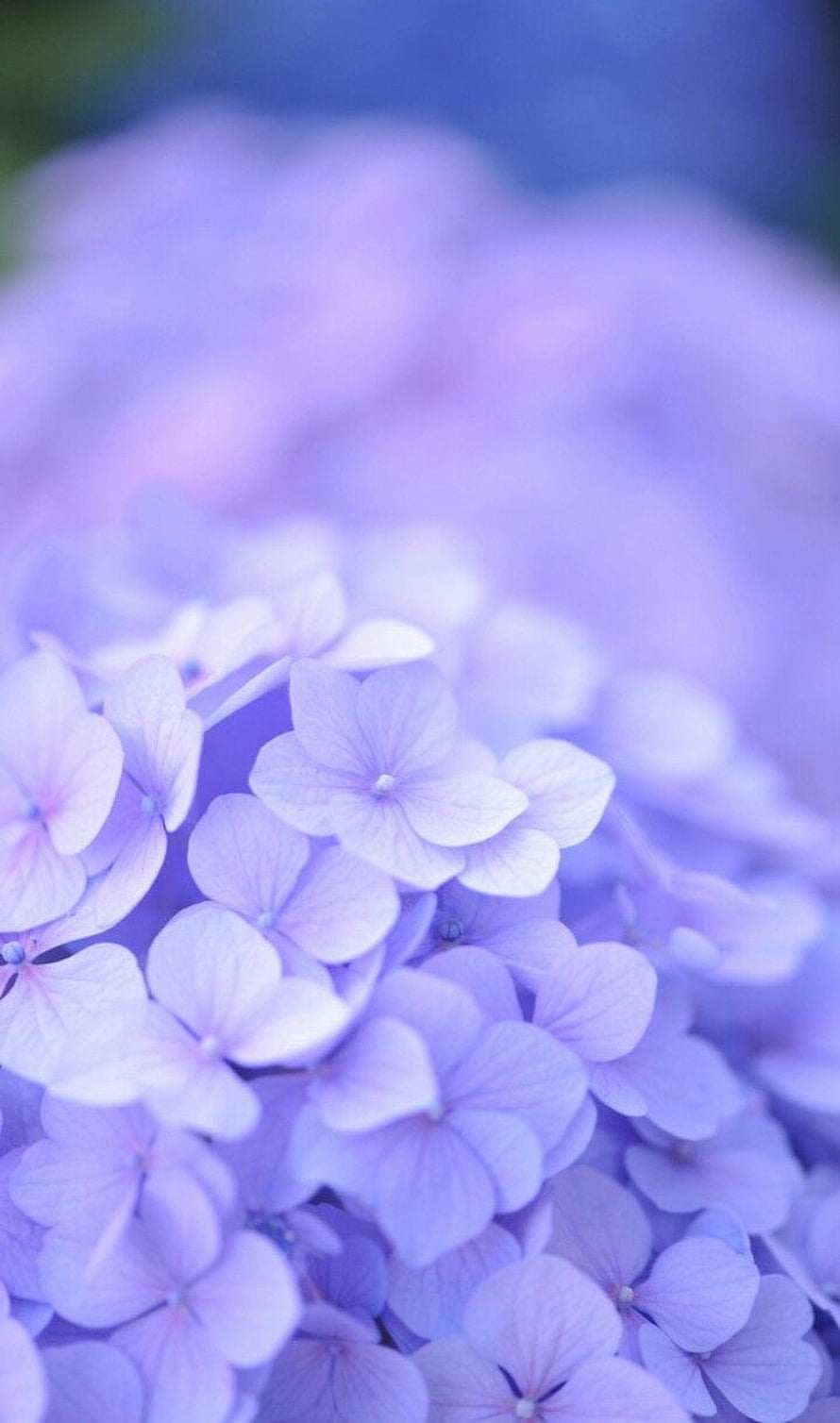 Soft Pastel Purple Hydrangea Blooms in Dreamy Macro Photography HD phone wallpaper